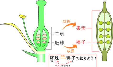 子房 成長|アサガオ(開花から種子になるまで) 